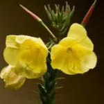 Kæmpenatlysolie - forskønnende kraft ved gule blomster