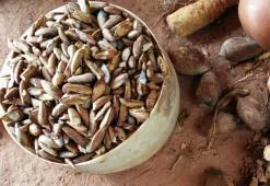 Babassuoile - pleje af højeste kvalitet til hår med lav porøsitet