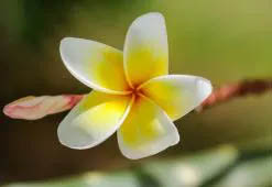 Monoi-olie i hårpleje - en fantastisk og velduftende indbygger fra Tahiti