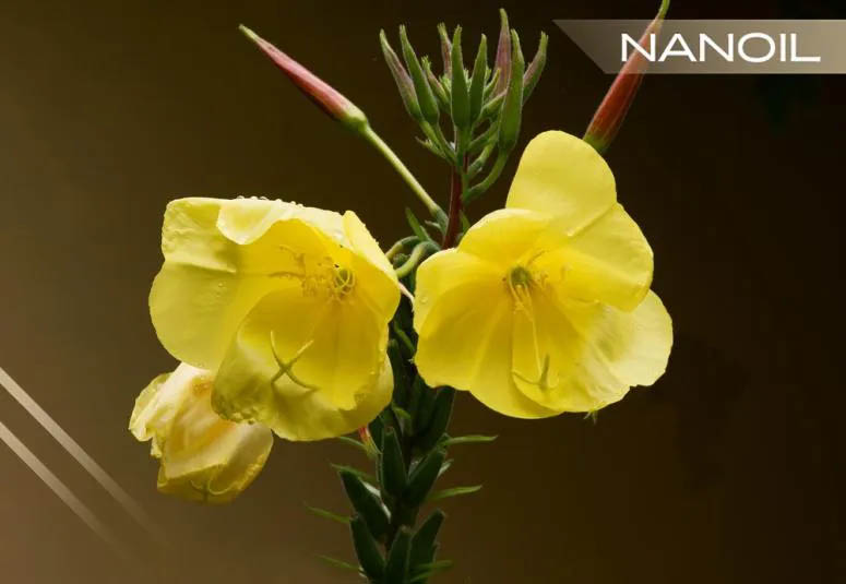 Kæmpenatlysolie - forskønnende kraft ved gule blomster