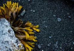 Verdens frisurer. Del 7: Antarktisk & arktisk hårpleje og styling