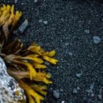 Verdens frisurer. Del 7: Antarktisk & arktisk hårpleje og styling