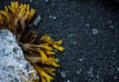 Verdens frisurer. Del 7: Antarktisk & arktisk hårpleje og styling